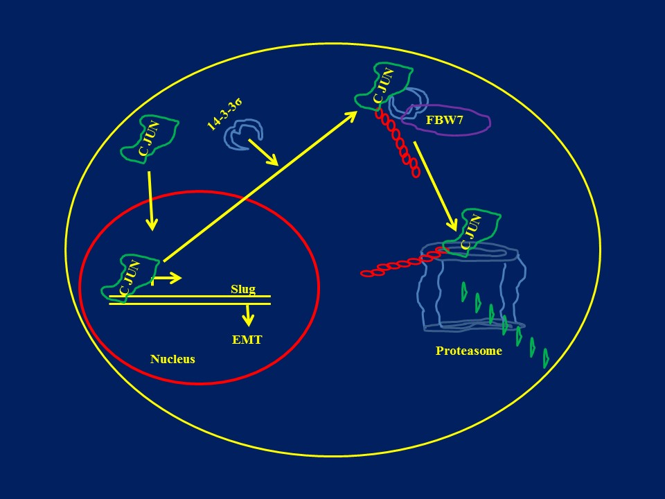 advanced-centre-for-treatment-research-education-in-cancer